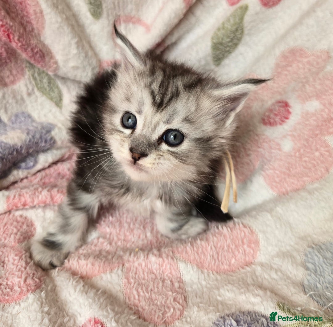 Maine Coon cats for sale: Beautiful playful Maine Coon kittens  - Image 31