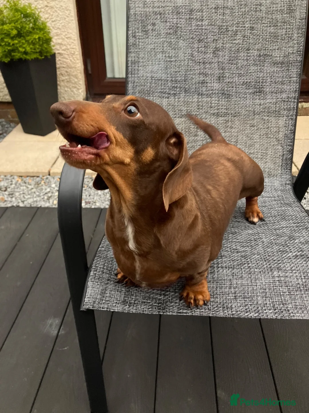 Miniature Dachshund dogs for sale: Miniature Dachshund Adult - Advert 2