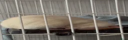 Rat rodents for sale: 3 male dumbo rats in Halesowen - Advert 3
