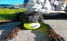 Cane Corso dogs for sale: Bambi  - Image 3