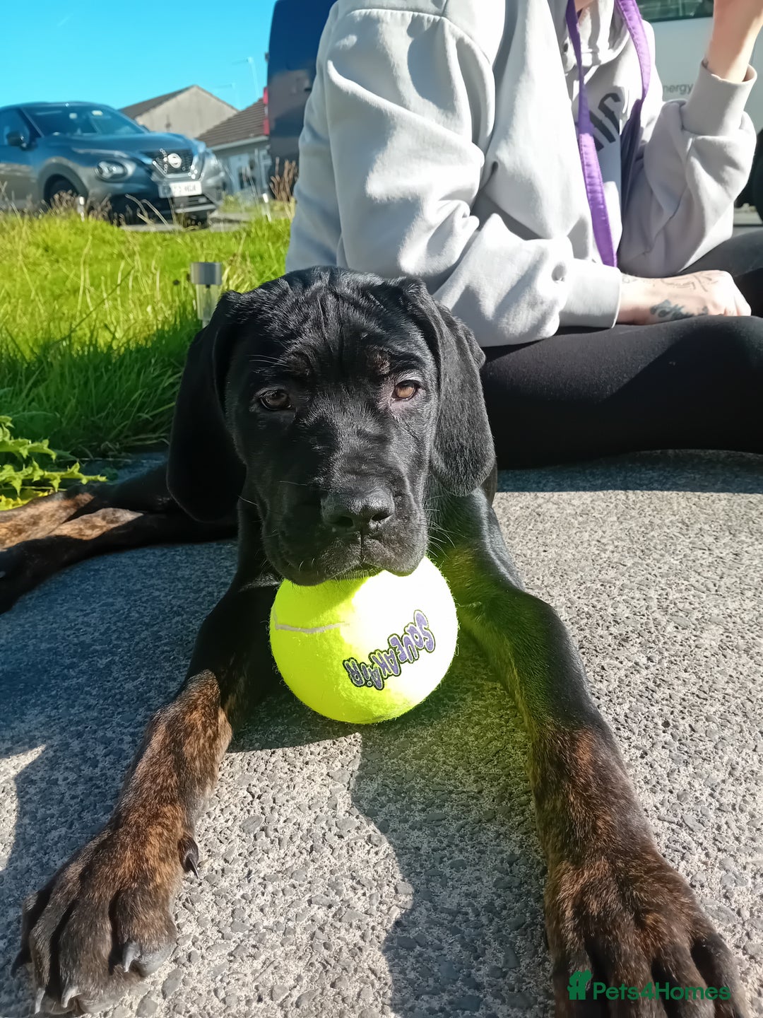 Cane Corso dogs for sale: Bambi  - Image 3
