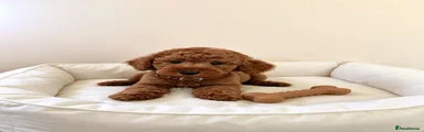Mr Brown