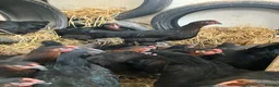 Chickens poultry for sale: Point of lay hens copper black Moran hens  - Advert 2