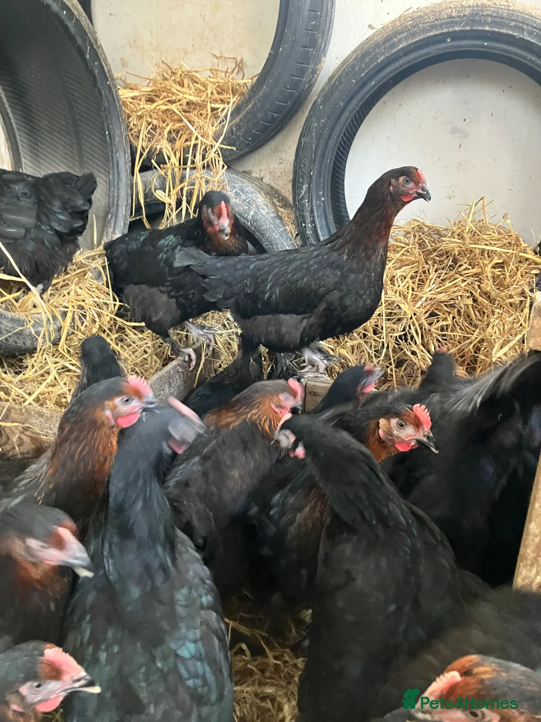 Chickens poultry for sale: Point of lay hens copper black Moran hens  - Advert 2