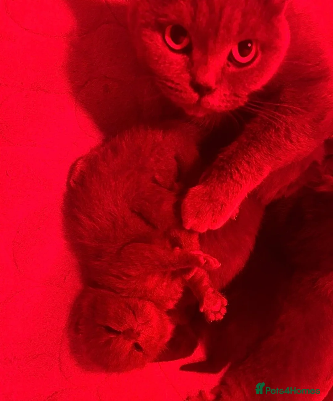British Shorthair cats for sale: Pedigree BSH British cat kittens  - Advert 24