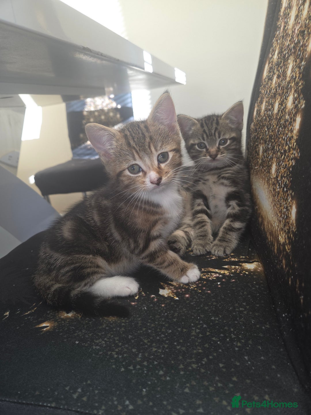 Mixed Breed cats for sale: 2 male kittens for sale - Advert 6