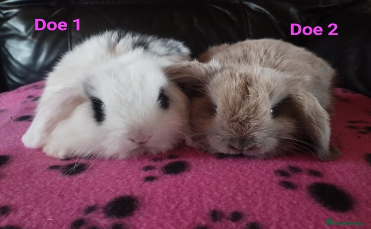 Mini Lop rabbits in Market Drayton - Advert 2
