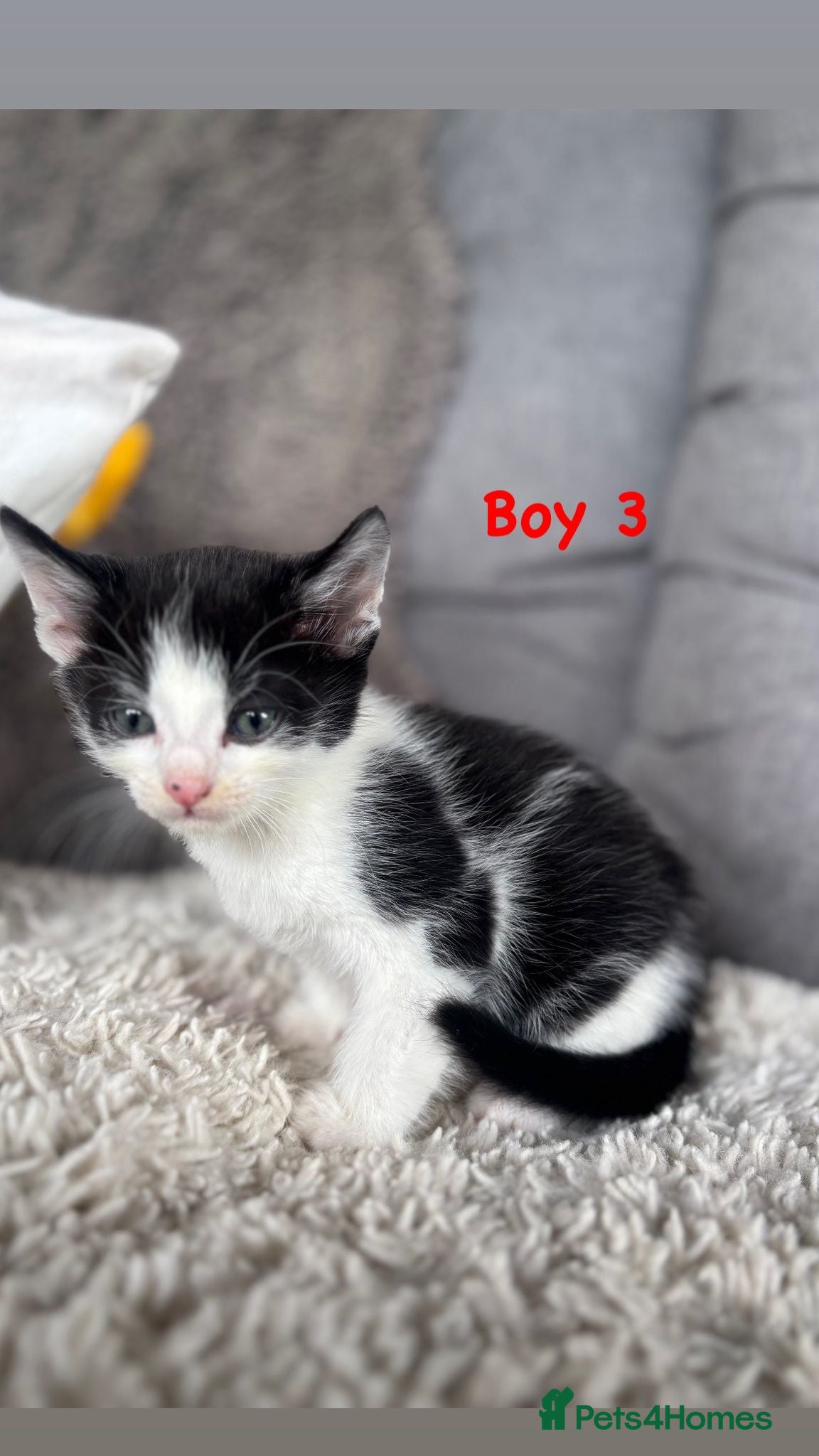 Mixed Breed cats for sale: BEAUTIFUL KITTENS FOR SALE!💕 in Sandbach - Advert 23