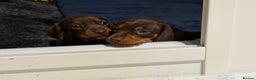 Miniature Dachshund dogs for sale: Gorgeous Miniature smooth Dachshunds  - Advert 7