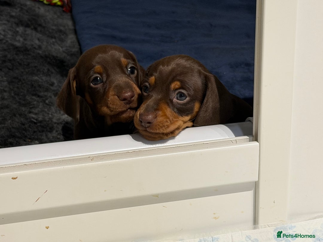 Miniature Dachshund dogs for sale: Gorgeous Miniature smooth Dachshunds  - Advert 7