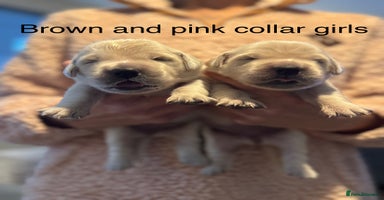 Golden Retriever dogs - Advert 13