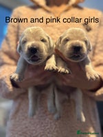 Golden Retriever dogs - Advert 12