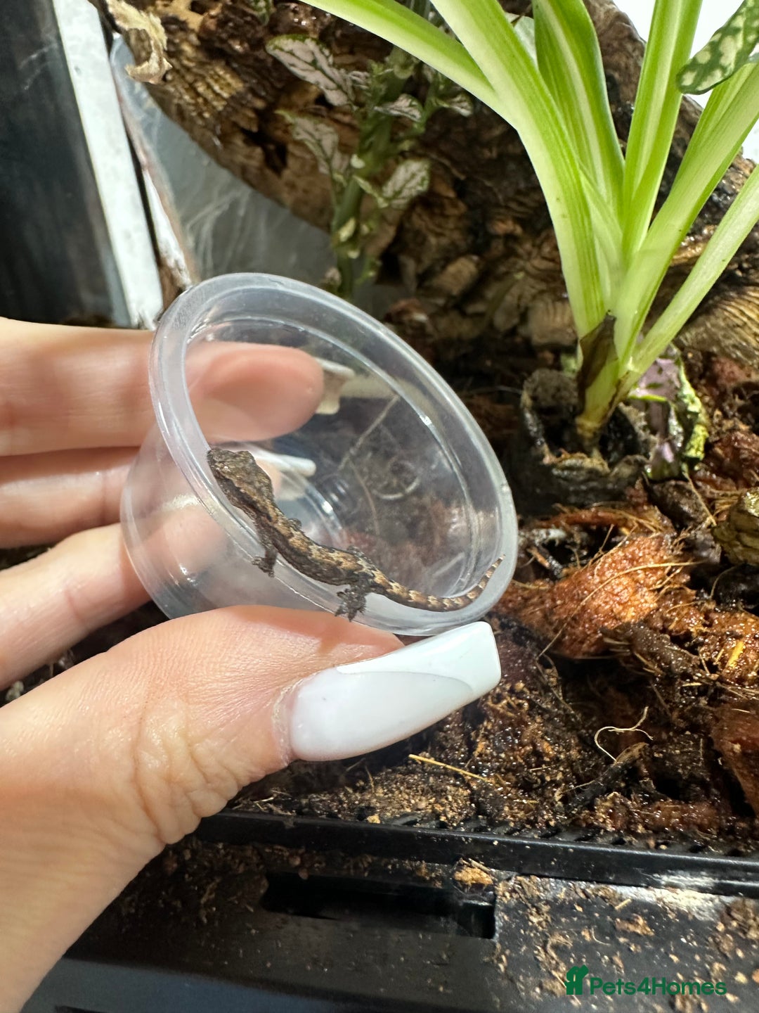 Gecko reptiles for sale: Mourning gecko babies - Image 1