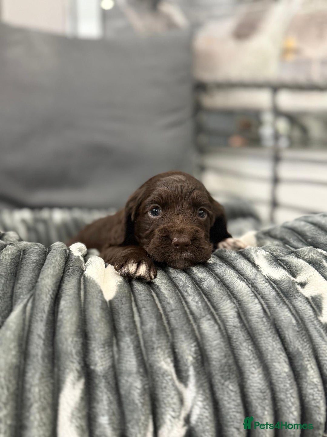 Cocker Spaniel dogs for sale: Cocker spaniel puppies - Advert 4