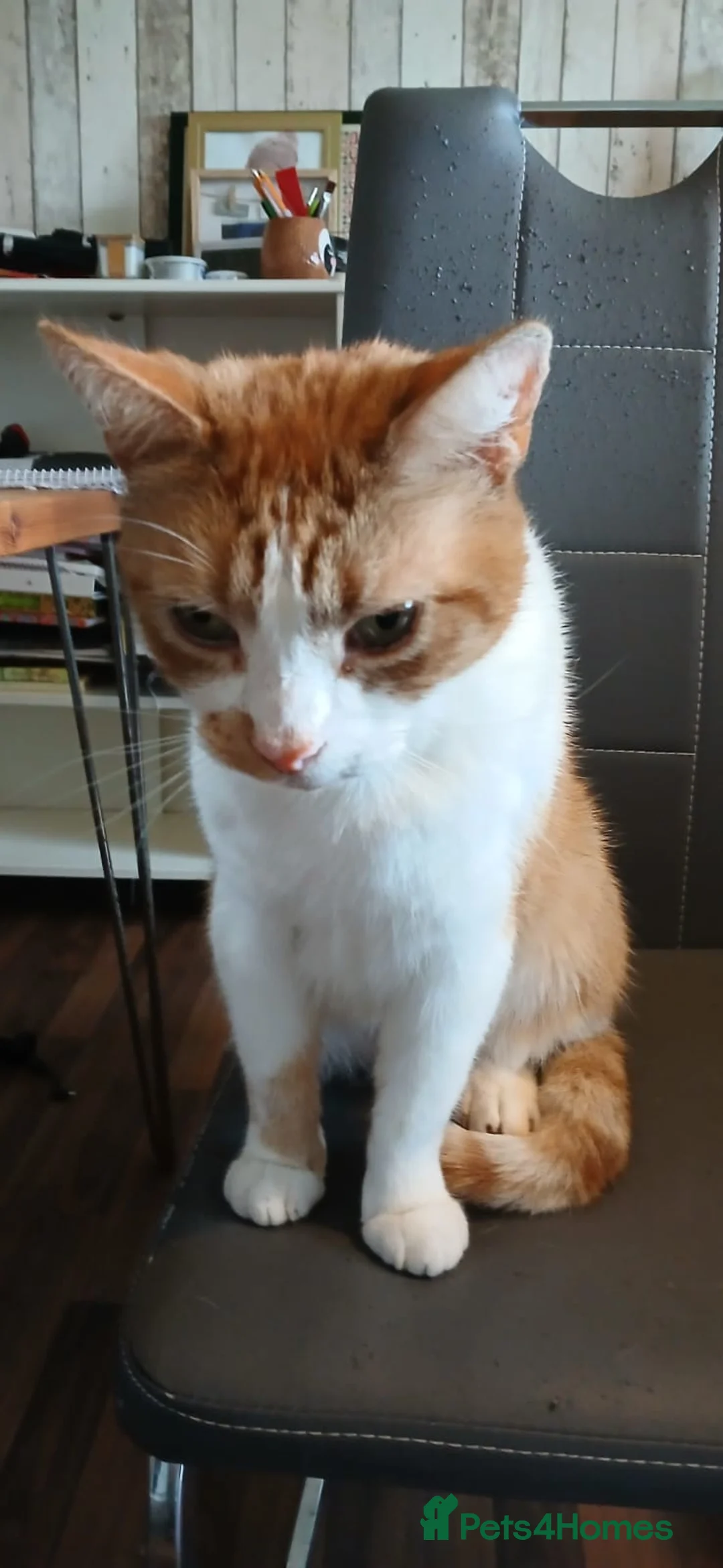 Mixed Breed cats for sale: Ginger Tom Cat age 8  - Advert 2