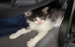 Domestic Shorthair cats for sale: 2 princes an 2 princess kittens  - Image 4