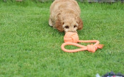 Cockapoo dogs for sale: Beautiful F1 Cockapoo puppies for sale - Image 35