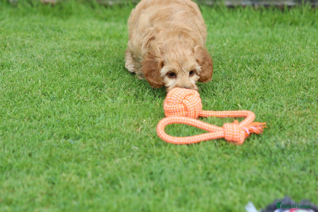 Cockapoo dogs for sale: Beautiful F1 Cockapoo puppies for sale - Image 35