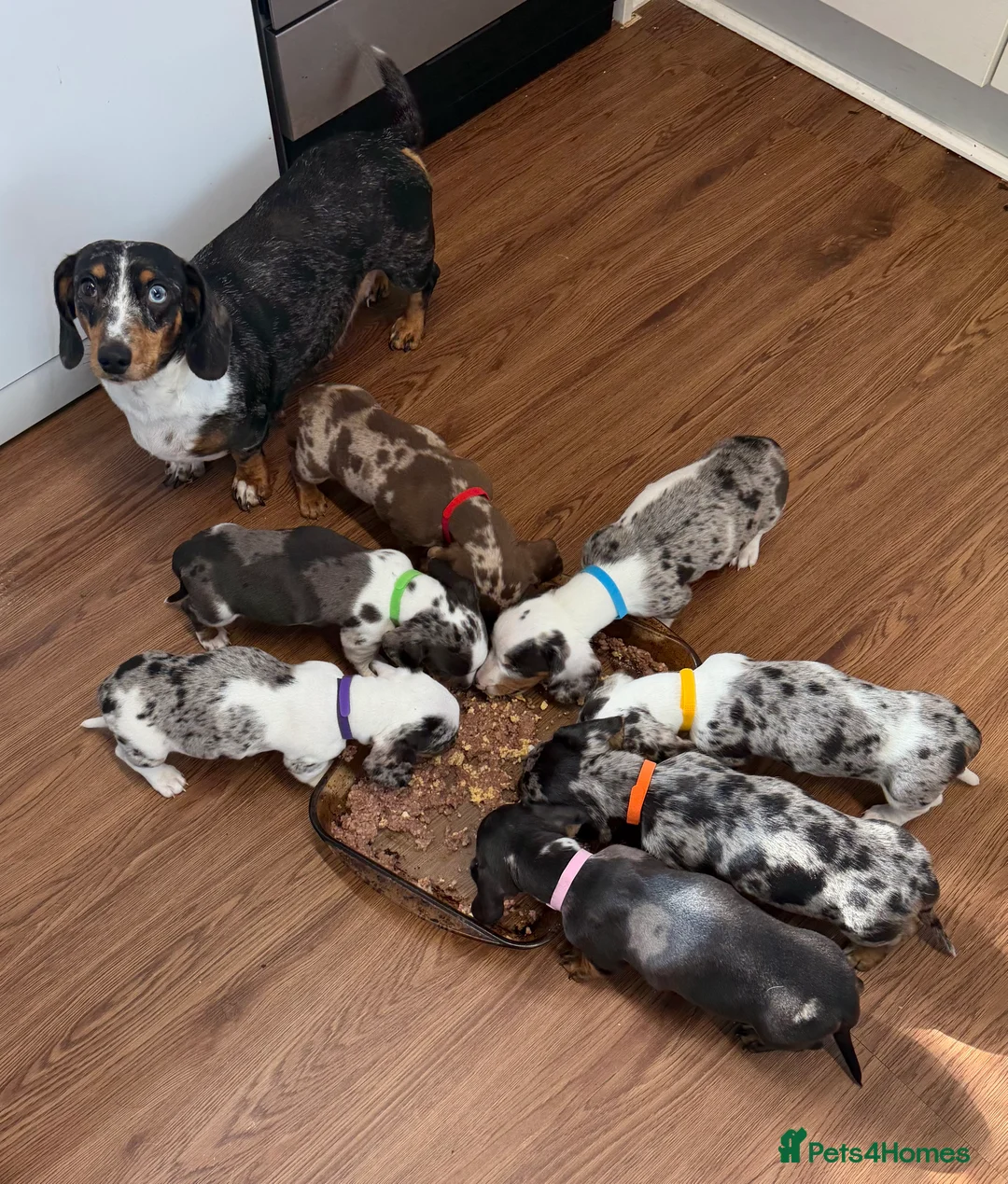 Miniature Dachshund dogs for sale: Beautiful miniature Dachshund puppies ready now - Advert 1