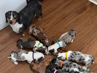 Miniature Dachshund dogs Beautiful miniature Dachshund puppies ready now - Advert 2