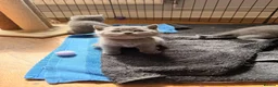 British Shorthair cats for sale: British blue shorthair kittens  - Advert 8