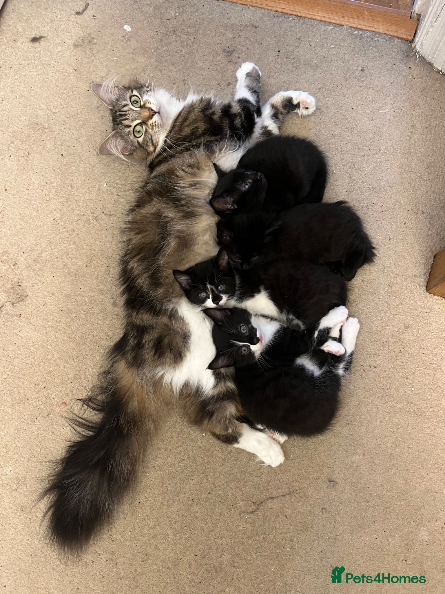 Mixed Breed cats Adorable kittens - Advert 1