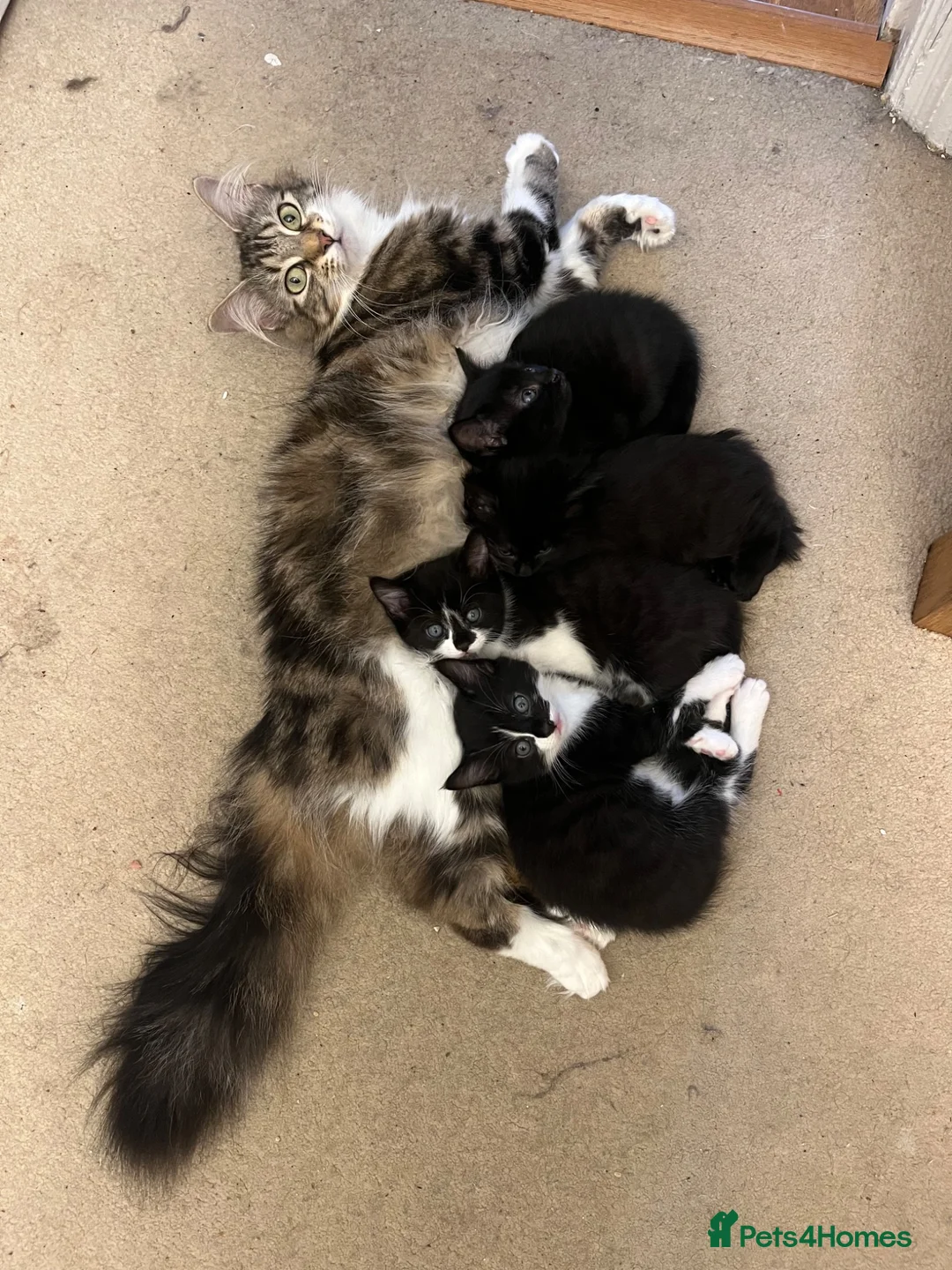 Mixed Breed cats for sale: Adorable kittens in Camberley - Advert 1