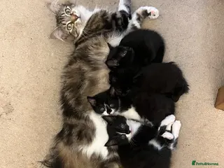 Mixed Breed cats Adorable kittens - Advert 1