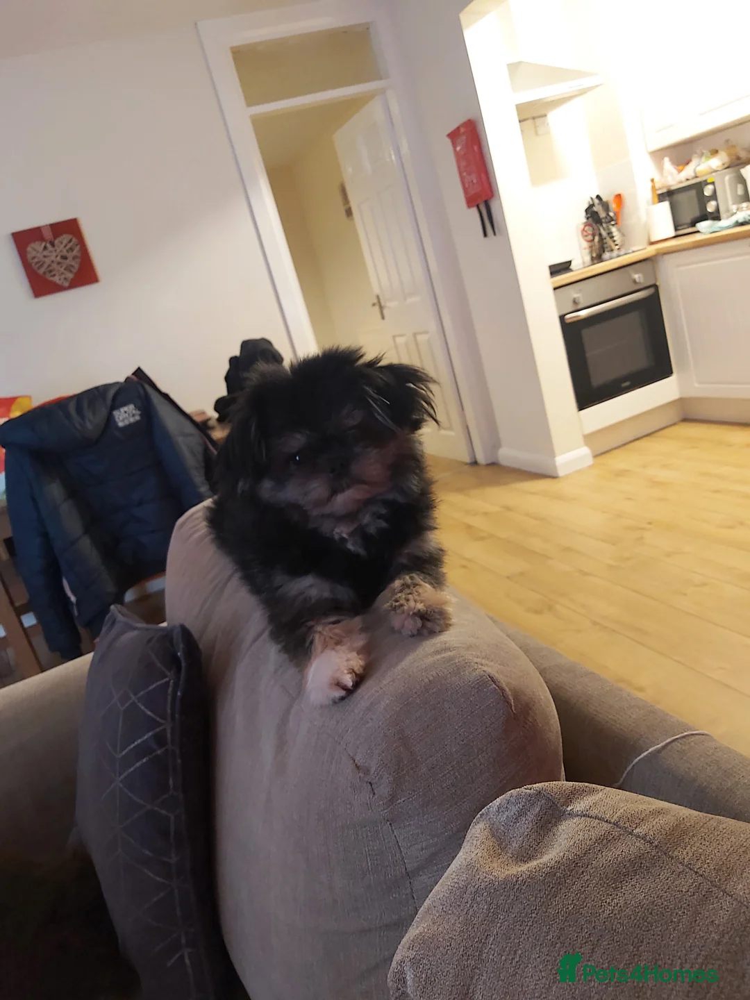 Mixed Breed dogs for sale: Male  pomeranian x - Advert 8