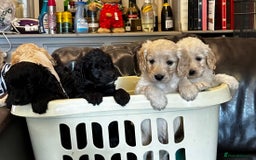 Cockapoo dogs for sale: COCKAPOO PUPPIES  - Image 20