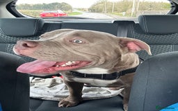 American Bully dogs for sale: Pocket bully 2 years old  - Image 8