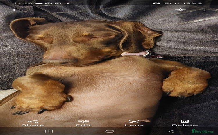 Miniature Dachshund dogs - Advert 3
