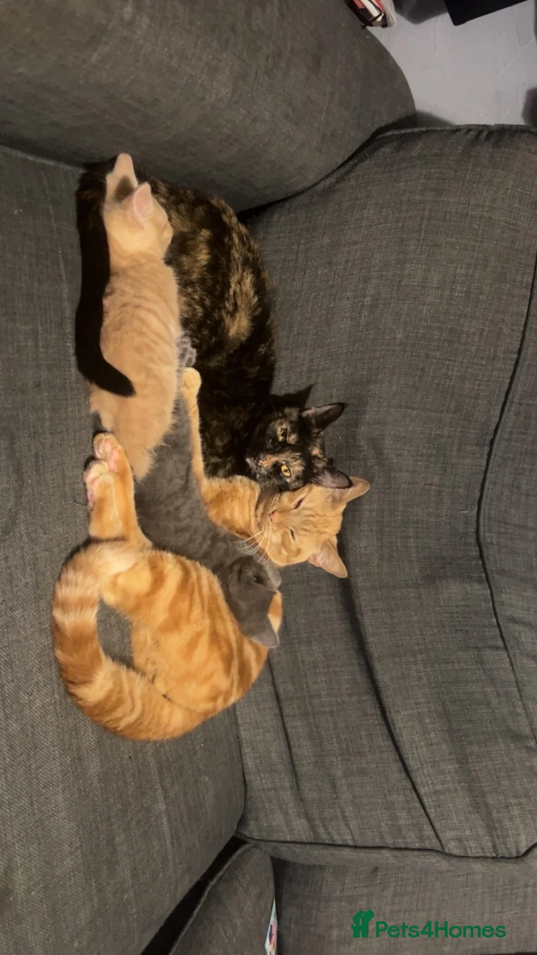 Mixed Breed cats for sale: Beautiful little ginger boy - Advert 2