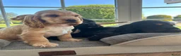 Cocker Spaniel dogs for sale: Quality DNA clear show cocker spaniels  - Advert 20