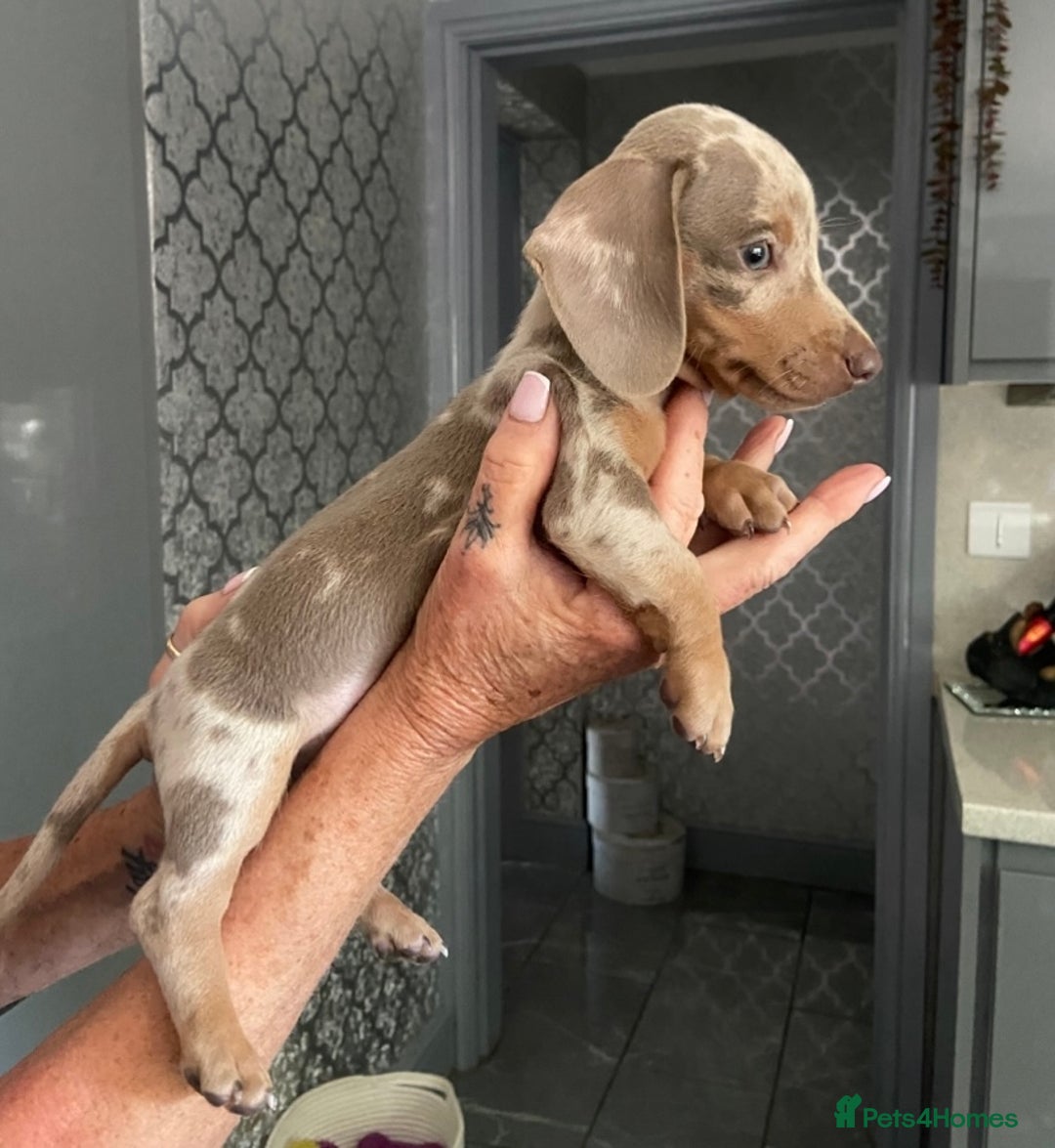 Miniature Dachshund dogs for sale: Beautiful mini dashys 💜 - Image 15