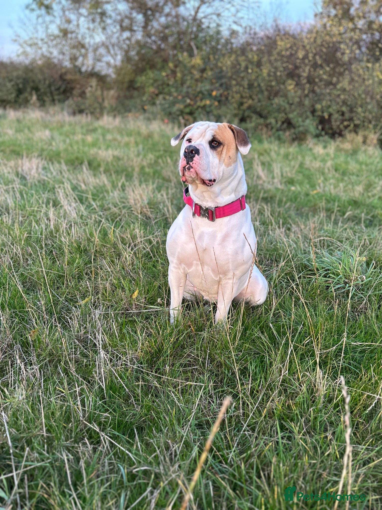 American Bulldog dogs for sale: American bulldog Scott type female 3 years old - Advert 9