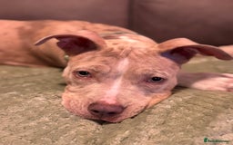 American Bully dogs for sale: 5 month old American bully x pocket bully - Advert 13