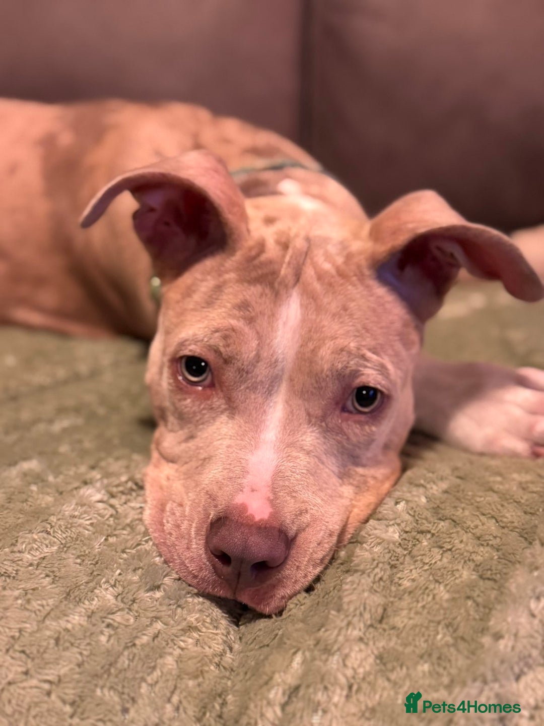 American Bully dogs for sale: 5 month old American bully x pocket bully - Advert 13