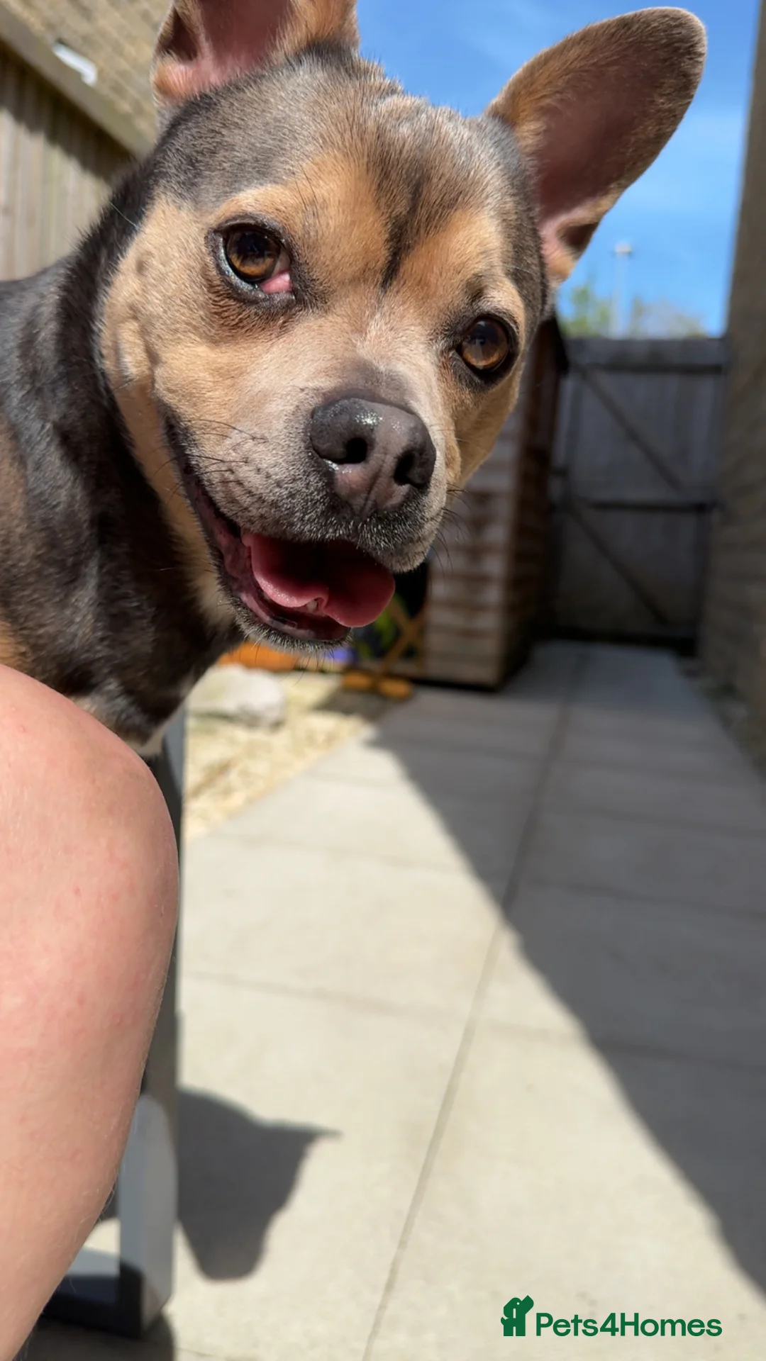 Mixed Breed dogs for sale: French Bulldog X Chihuahua - Ozzy - Advert 2