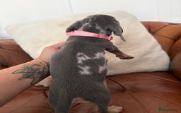 Miniature Dachshund dogs for sale: Beautiful Mini Dachshund Pups 🐶 5 Star ⭐ Breeder - Image 16
