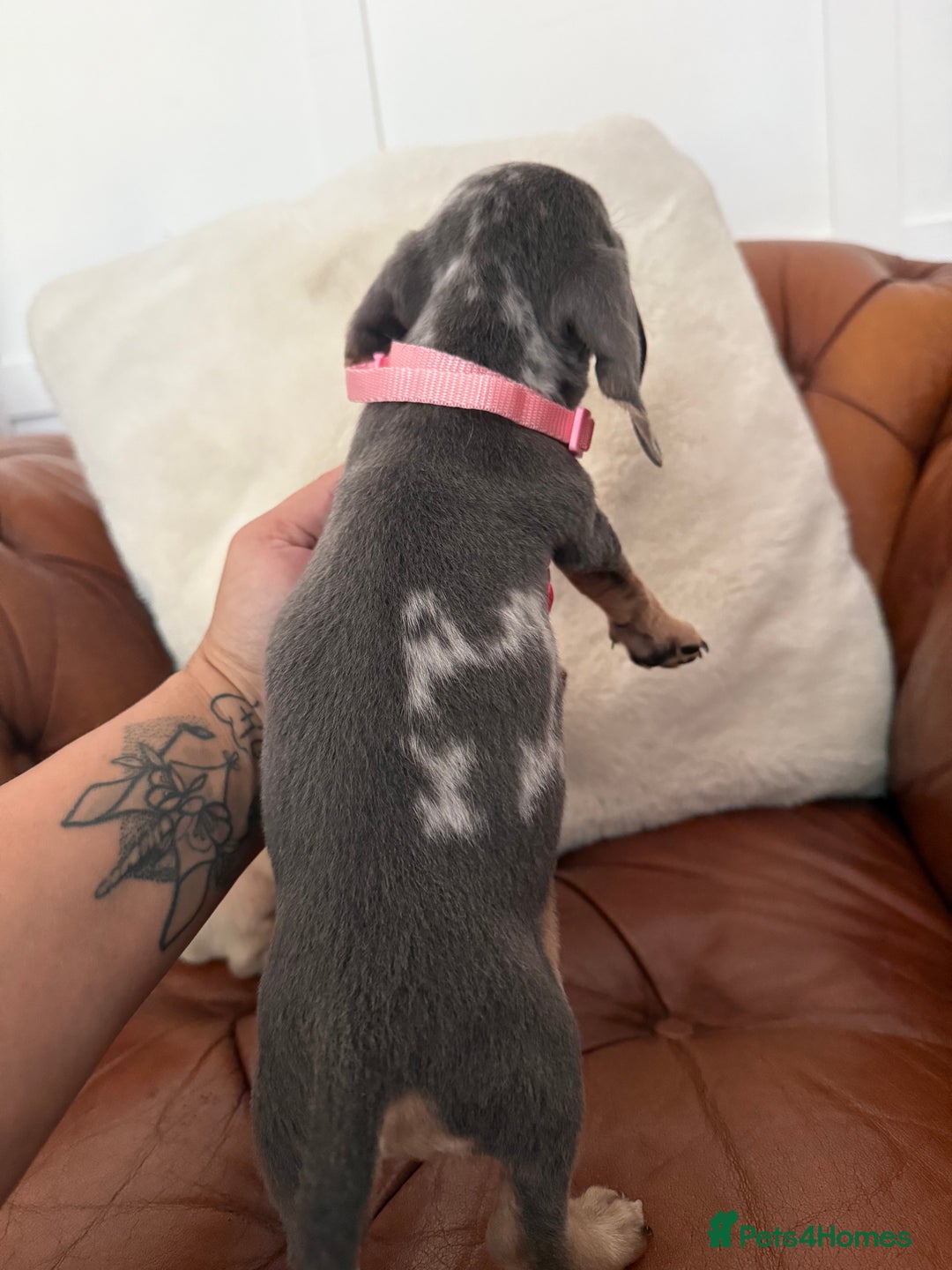 Miniature Dachshund dogs for sale: Beautiful Mini Dachshund Pups 🐶 5 Star ⭐ Breeder - Image 16