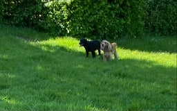 Sprocker dogs for sale: Gorgeous sprocker puppies  - Image 7