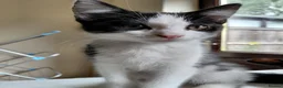 Mixed Breed cats for adoption: Kittens black + black and white rescue - Advert 1