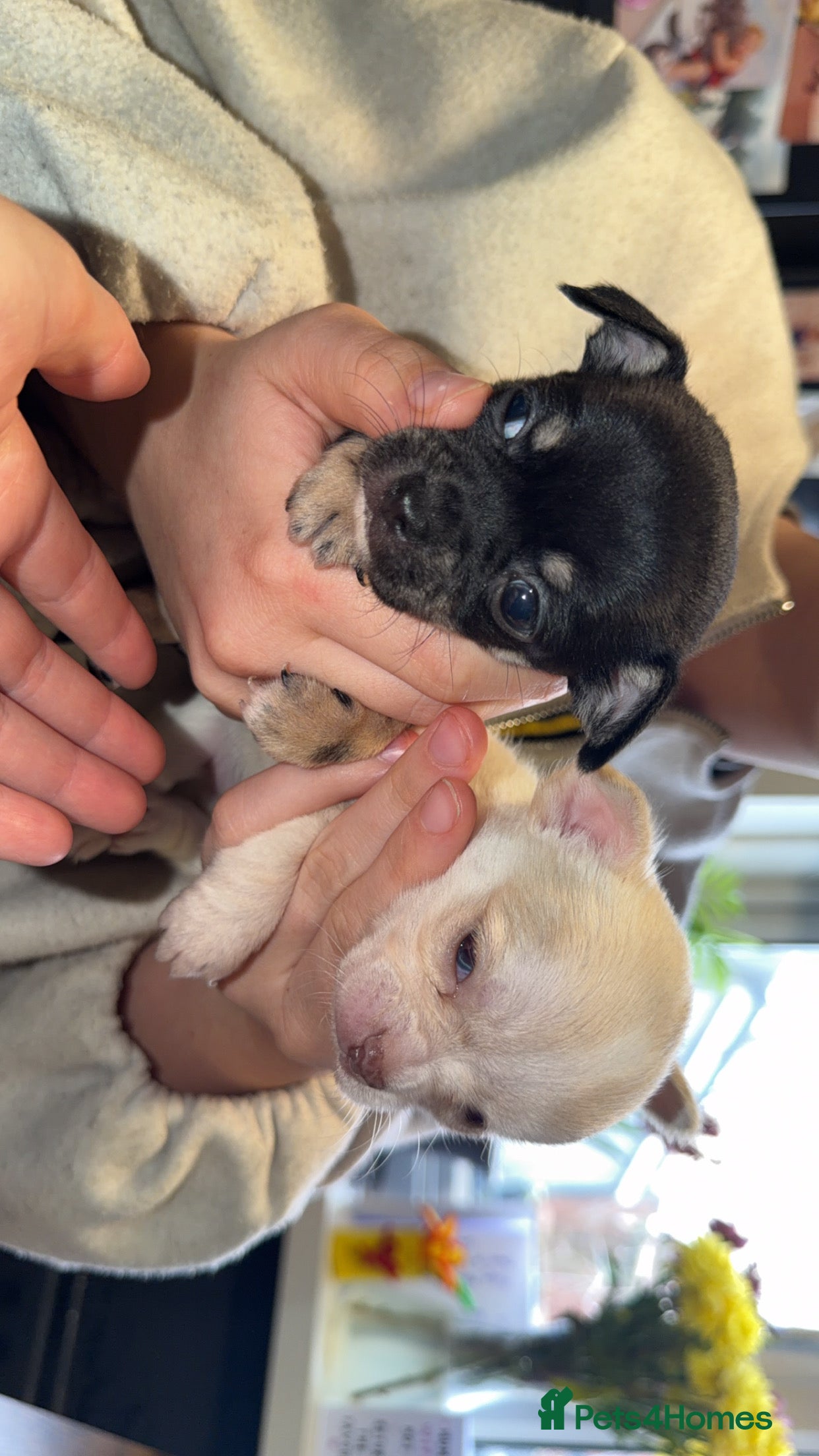 Chihuahua dogs 🌺Chihuahua puppies 🌺 - Advert 2