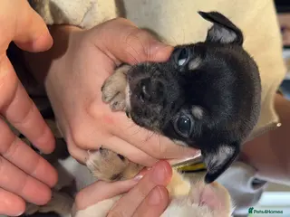 Chihuahua dogs 🌺Chihuahua puppies 🌺 - Advert 2