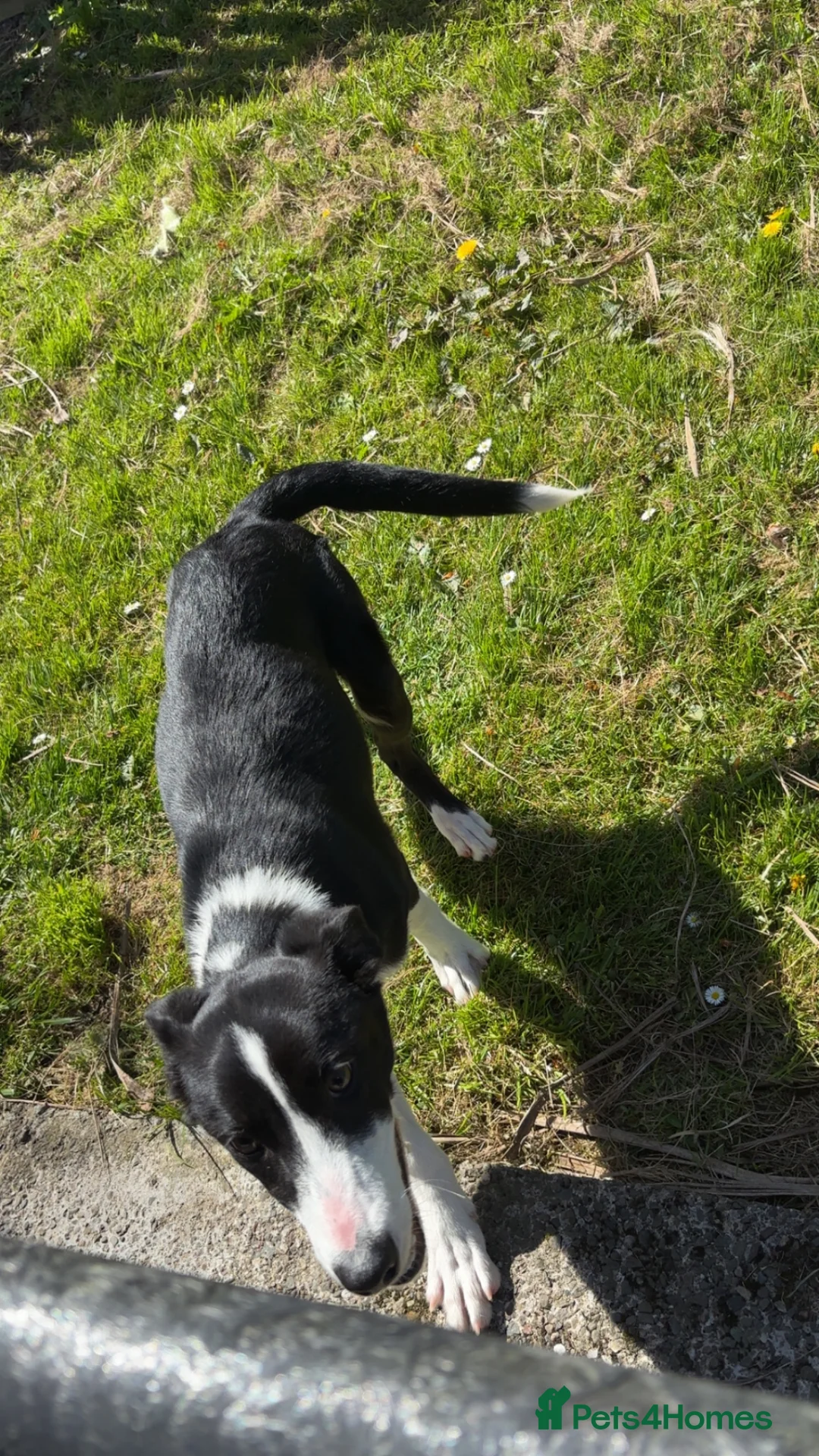 Mixed Breed dogs for sale: Border Collie x Huntaway puppy  - Advert 2