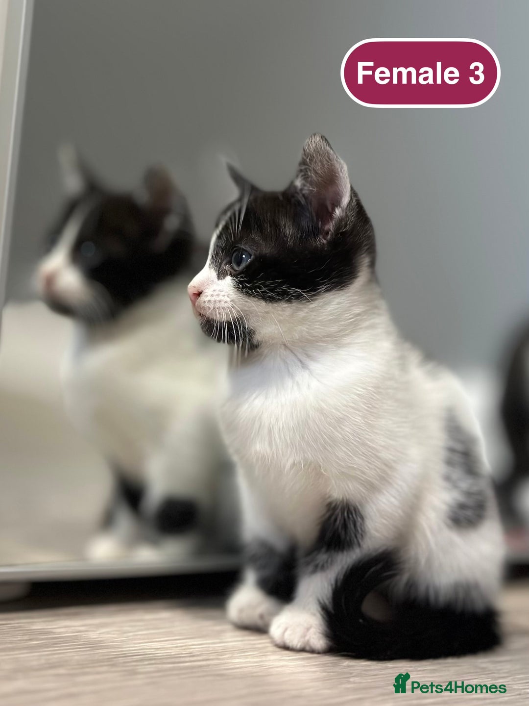 Bengal cats for sale: Gorgeous Bengal X Kittens!! - Image 28