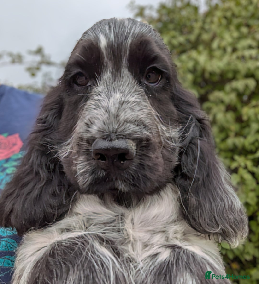 Cocker Spaniel dogs for sale: Beautiful Light Blue Show Pups Available! - Image 2
