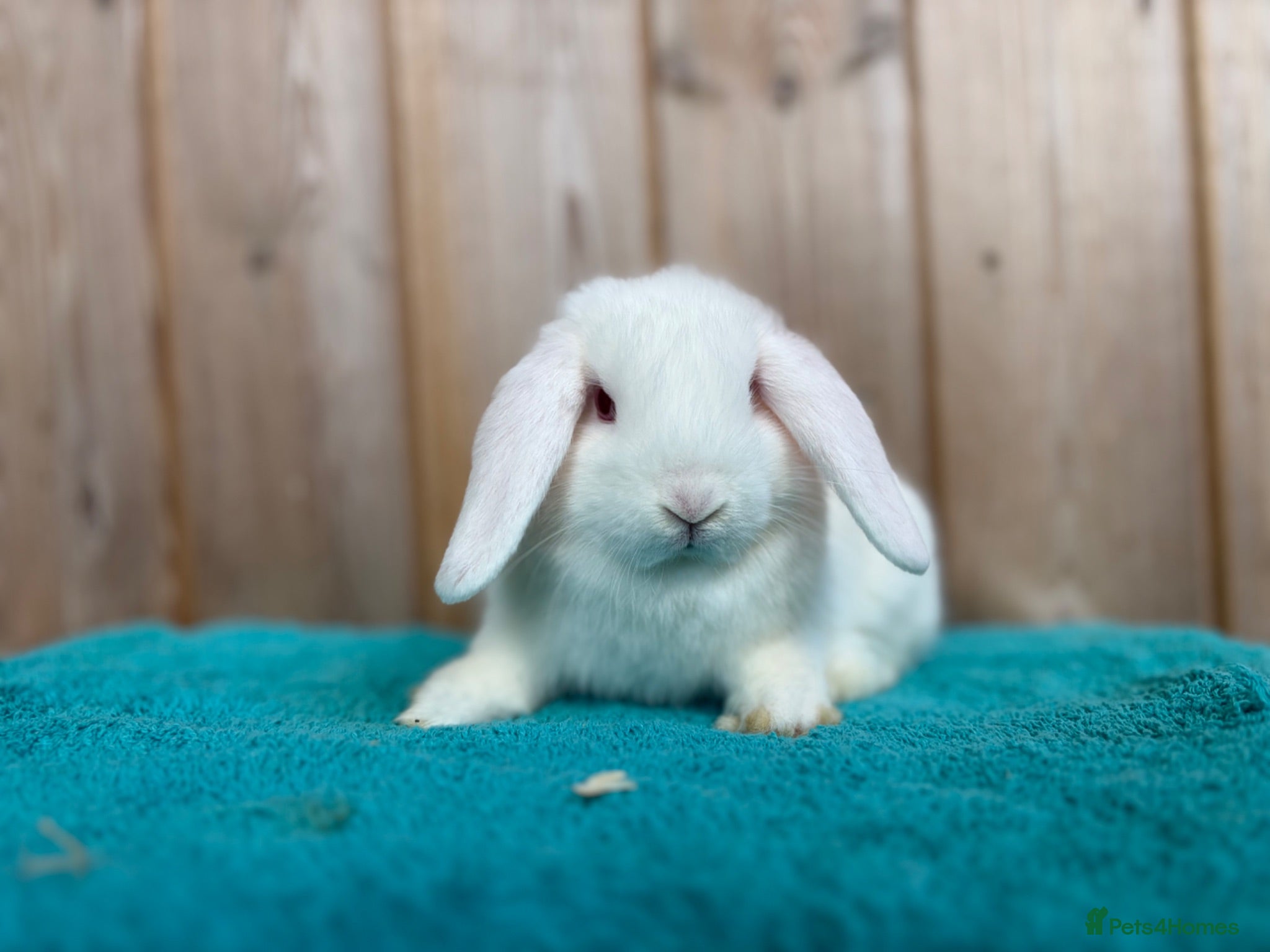 Mini Lop rabbits REW Mini Lop Babies Ready To Leave Now  - Advert 2