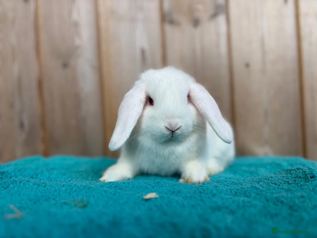 Mini Lop rabbits for sale: REW Mini Lop Babies Ready To Leave Now  - Advert 2